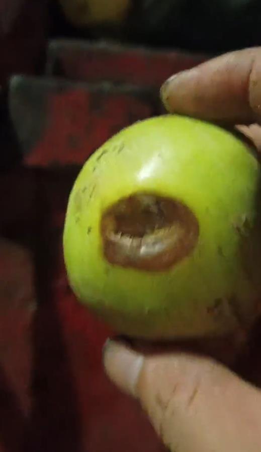 禮泉爛蘋果榨汁風波 企業稱有選果流程，市監局緊急叫停產品出庫