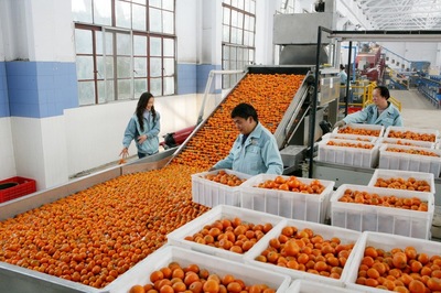 好物件 | 重慶江津 “橙”意滿滿，柑橘采摘正當時，新鮮蔬菜也飄香